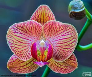yapboz Orkide Phalaenopsis